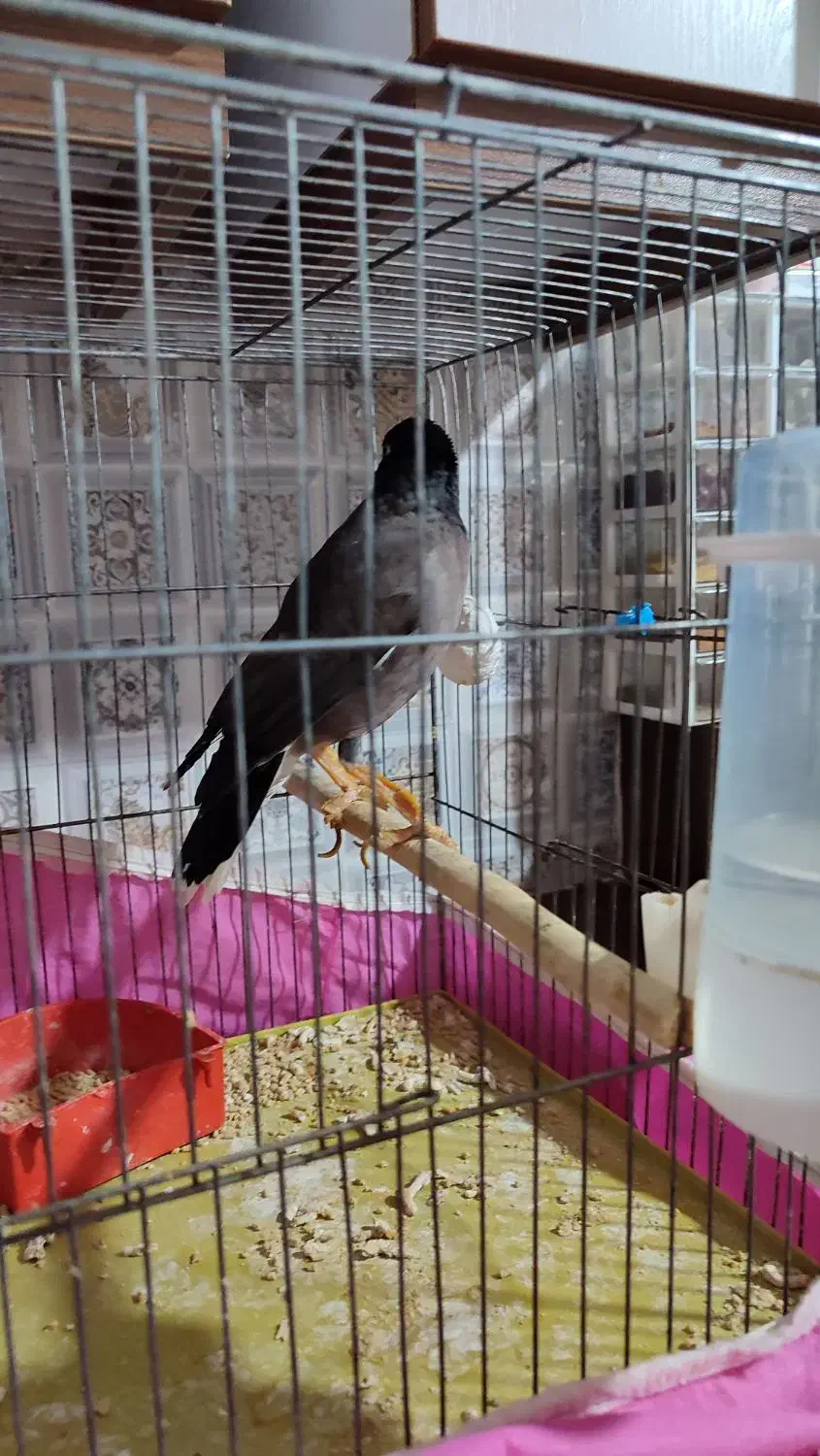 مرغ مینا نر|پرنده|اقبالیه, |دیوار