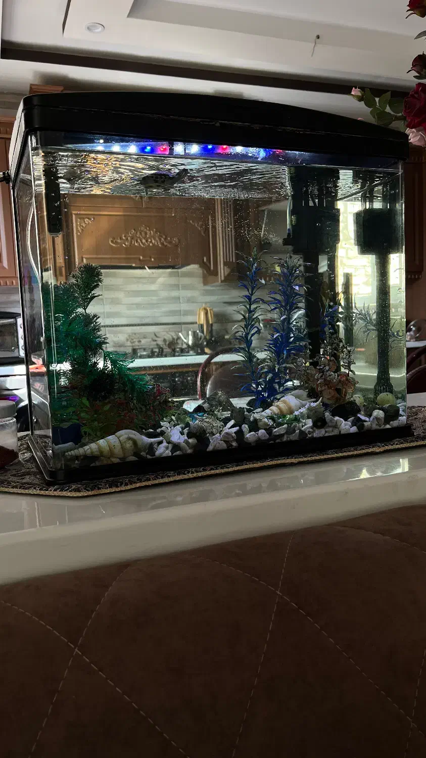 آکواریوم قاب دار|ماهی|میبد, |دیوار