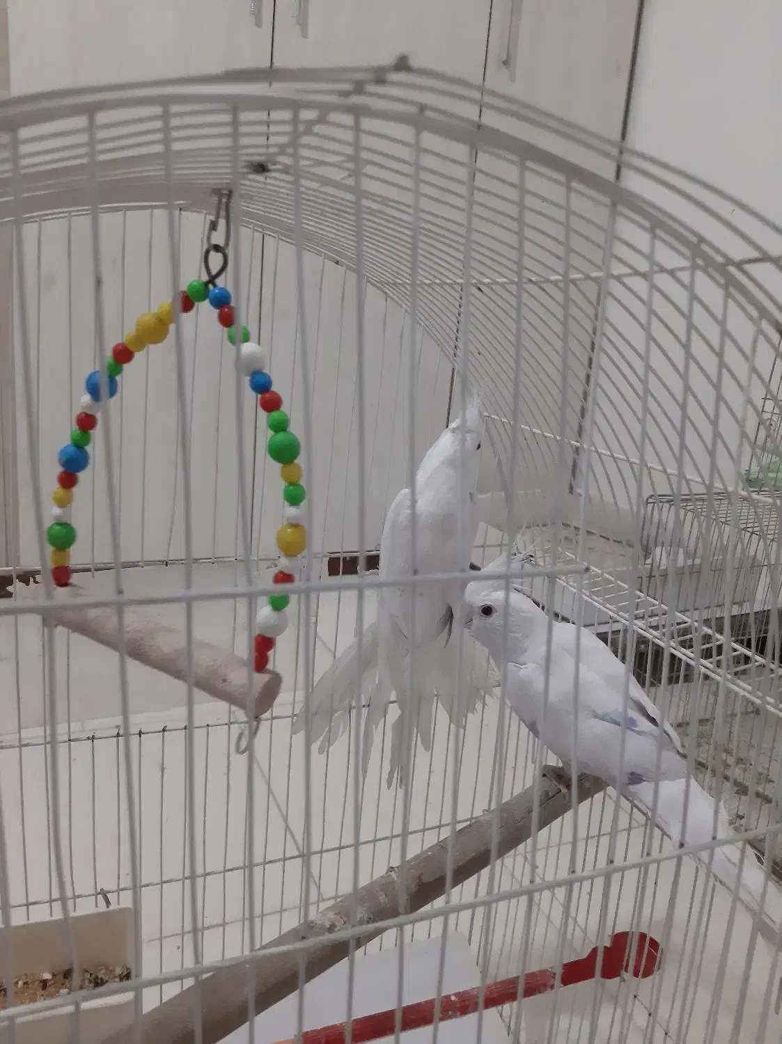 یک جفت البینو نروماده مولد اماده اماده سفید برفی|پرنده|تبریز, |دیوار