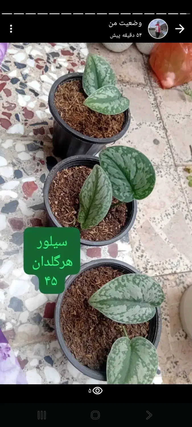 گل و گیاه|گل و گیاه طبیعی|رودسر, |دیوار