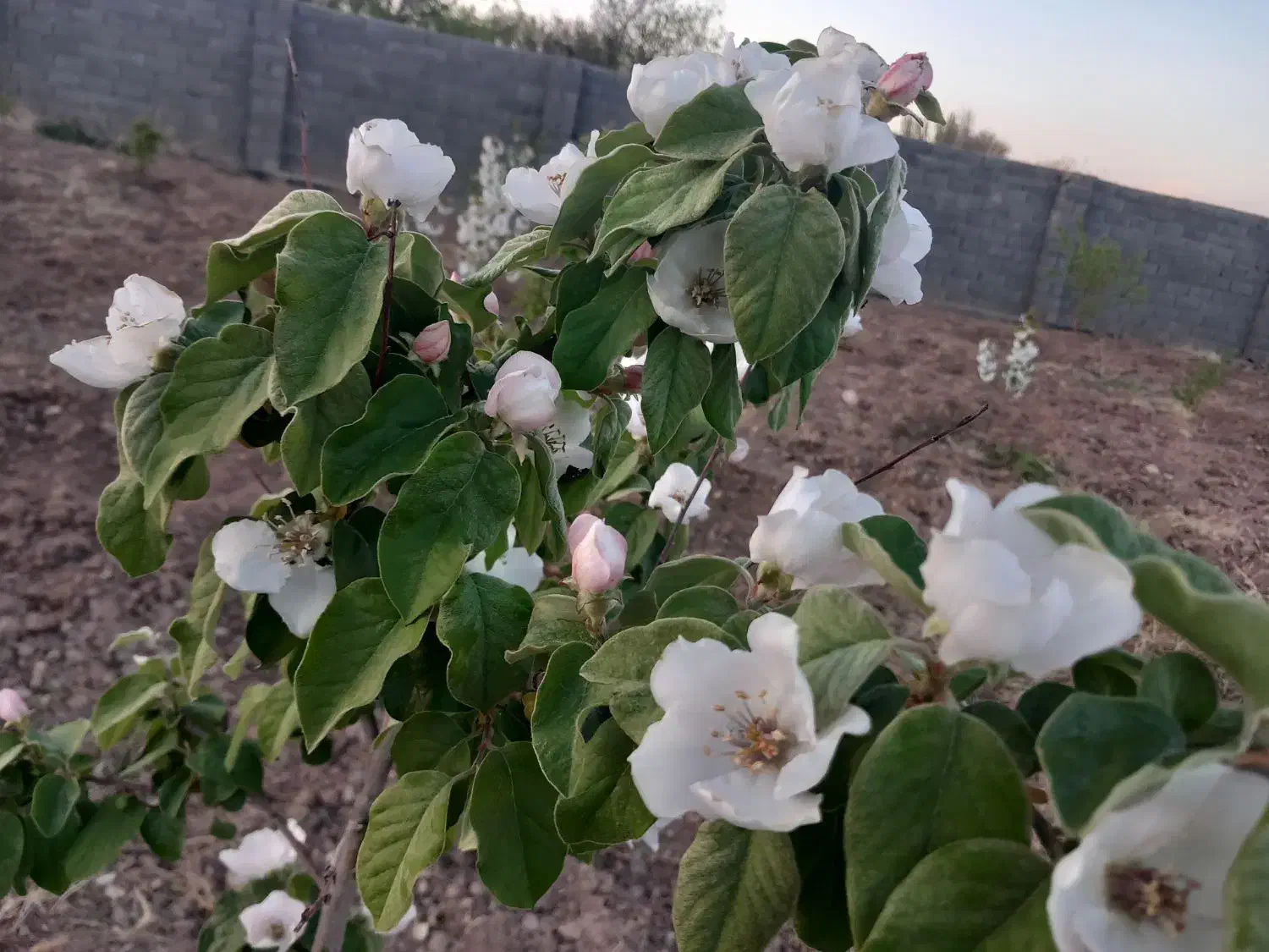 فروش باغ ویلا|فروش خانه و ویلا|بسطام, |دیوار