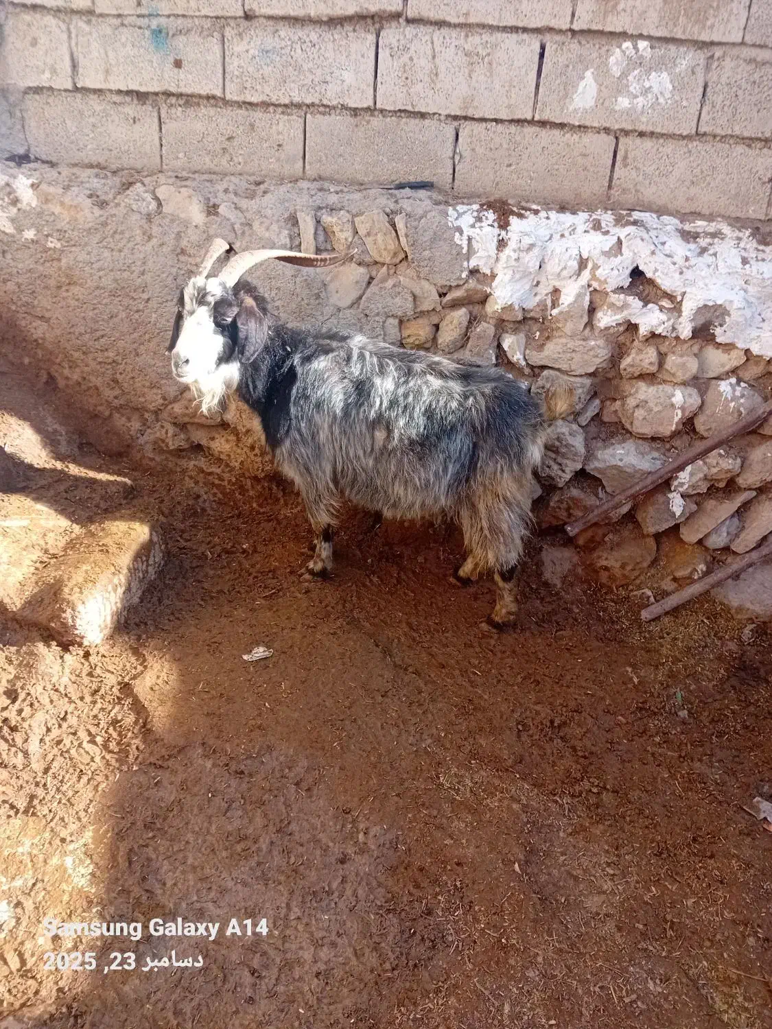 ۱عدد بز ماده برای قربانی وزن ۴۳کیلو|حیوانات مزرعه|اردبیل, |دیوار
