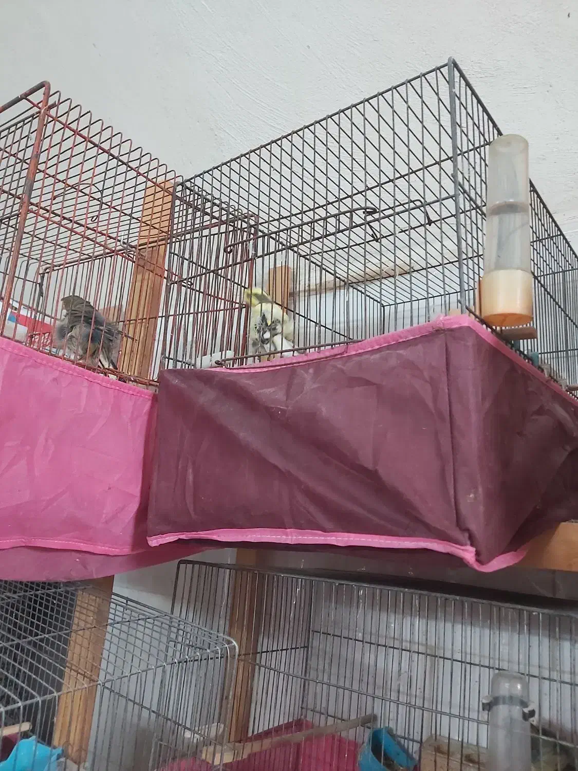 فروش قناری|پرنده|اردکان, |دیوار