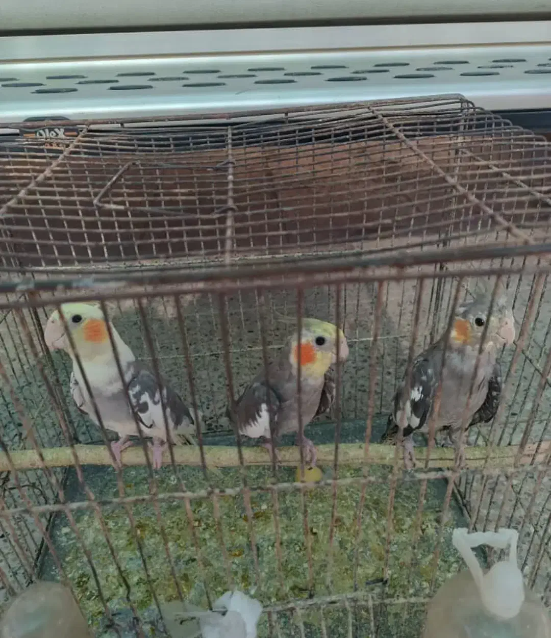 عروس هلندی|پرنده|امیدیه, |دیوار