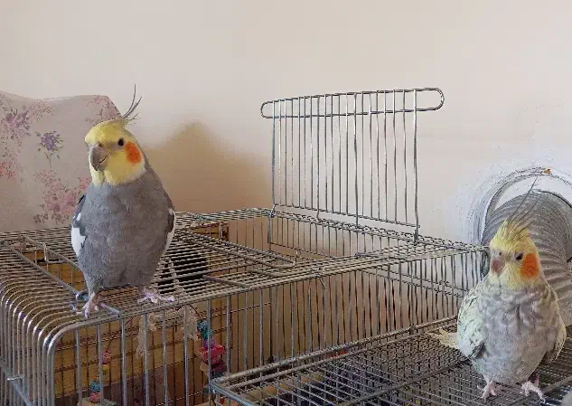 عروس هلندی نر و ماده|پرنده|ماکو, |دیوار