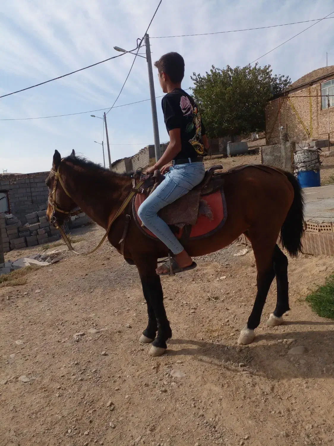 اسب|اسب و تجهیزات اسب‌سواری|مشهد, ثامن|دیوار