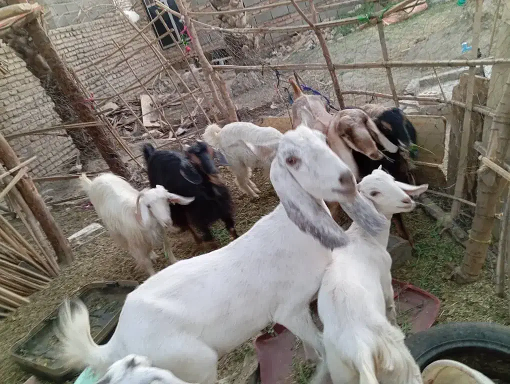 فروش همه گوسفندها یکجا|حیوانات مزرعه|ایرانشهر, |دیوار