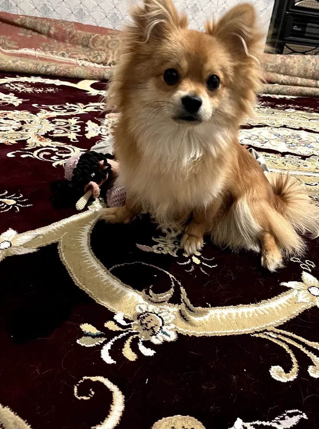 واگذاری سگ|سگ|کهنوج, |دیوار