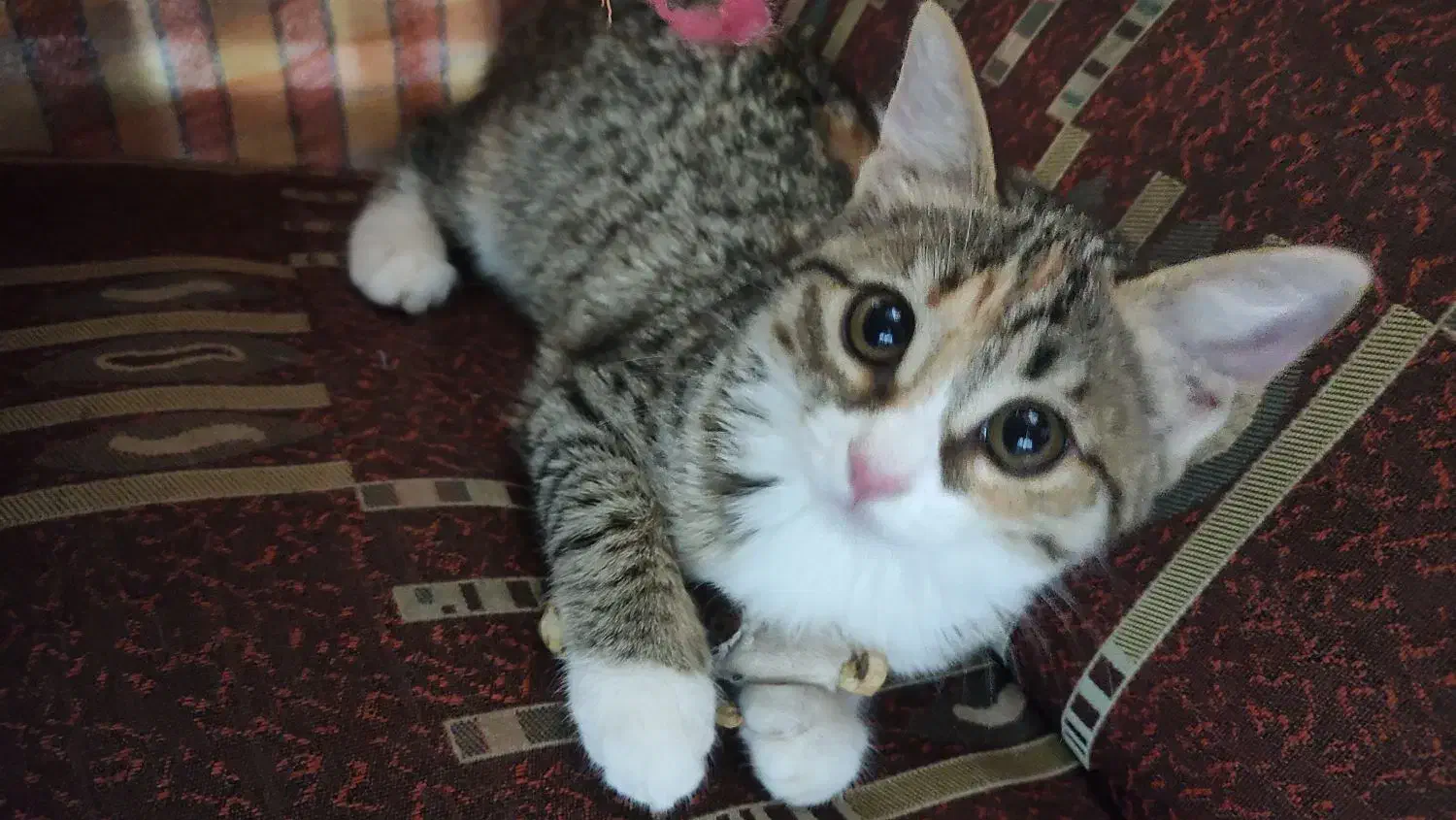 بچه گربه خونگی بامزه و مهربون|گربه|اردکان, |دیوار