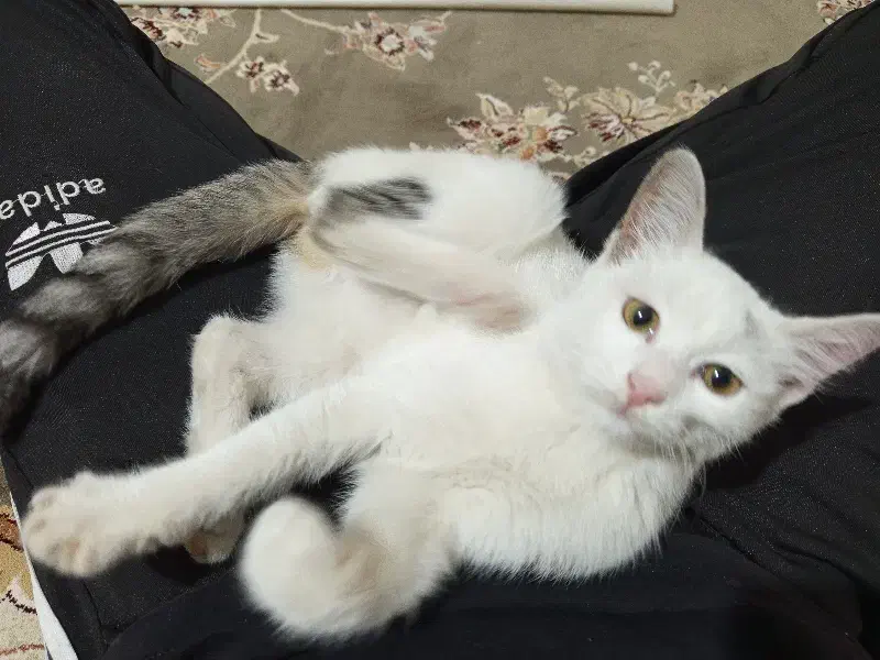 گربه خونگی پیدا شده .واگذاری رایگان|گربه|کلاله, |دیوار