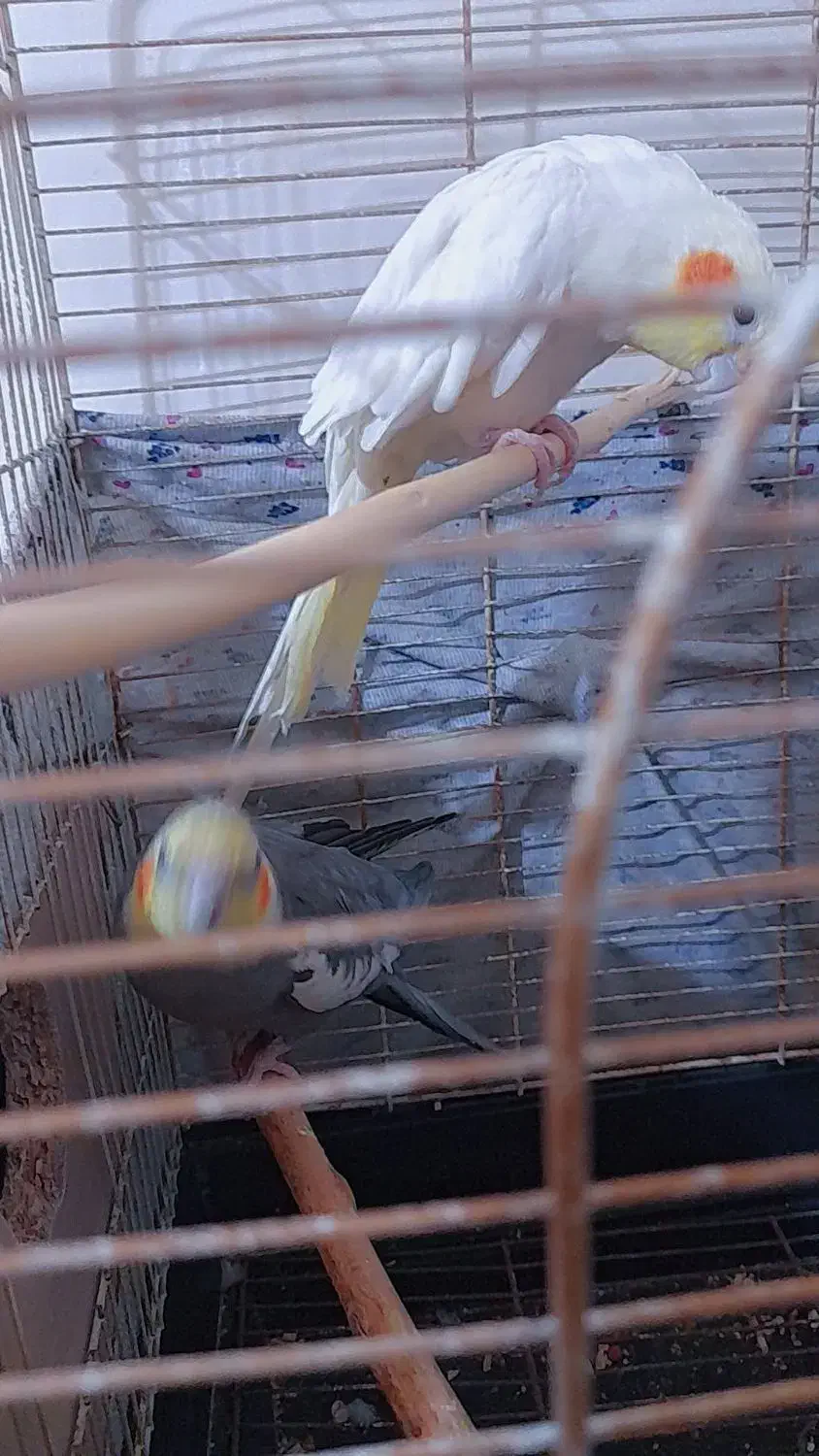 عروس هلندی اهلی مولد|پرنده|هریس, |دیوار