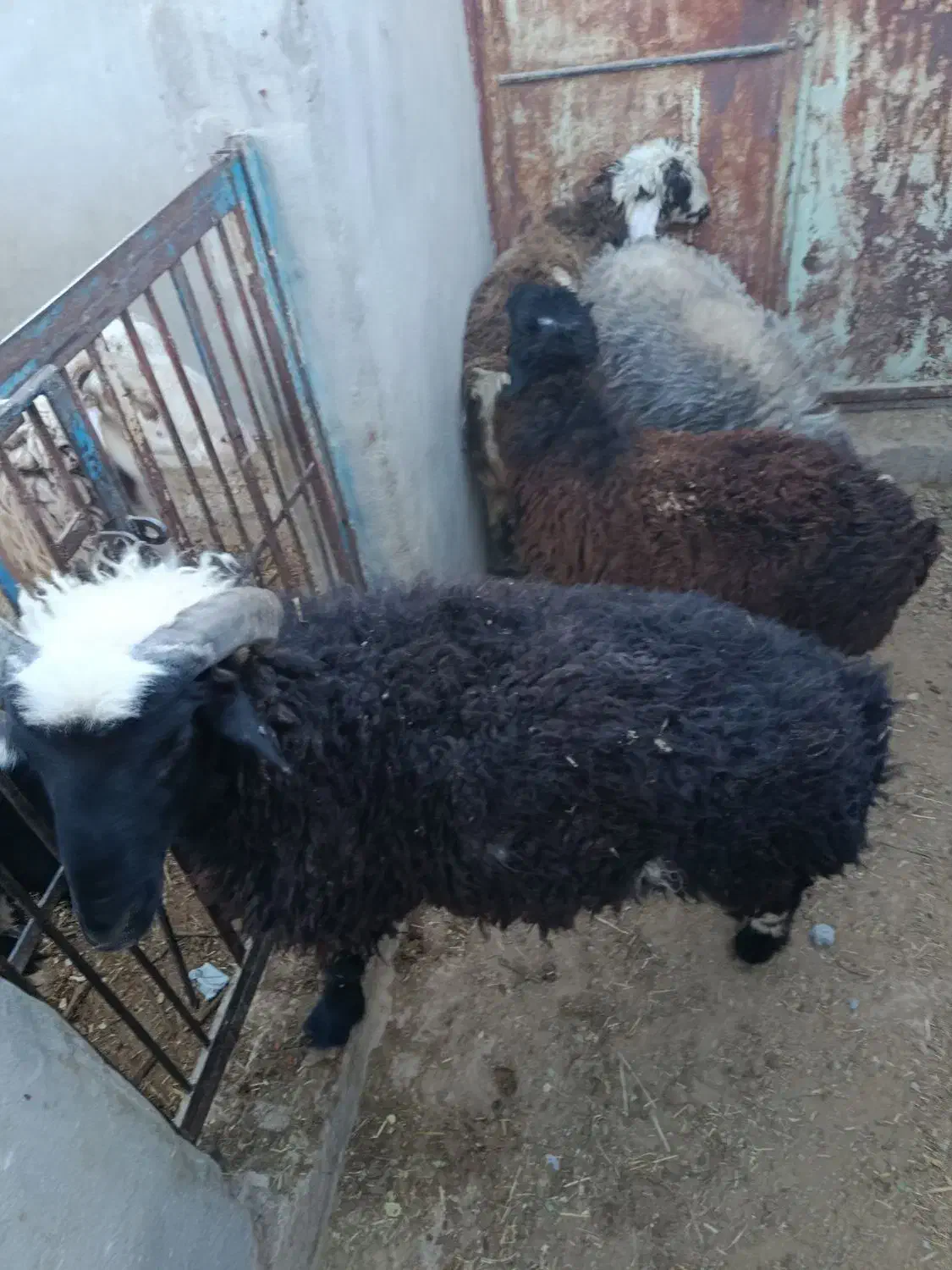 بره نر و ماده سبک|حیوانات مزرعه|یزد, |دیوار