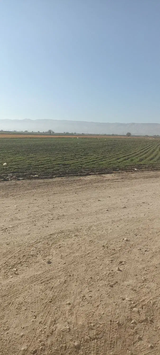 کاه گندم درجه یک..|عمدهفروشی|سیدآباد, |دیوار