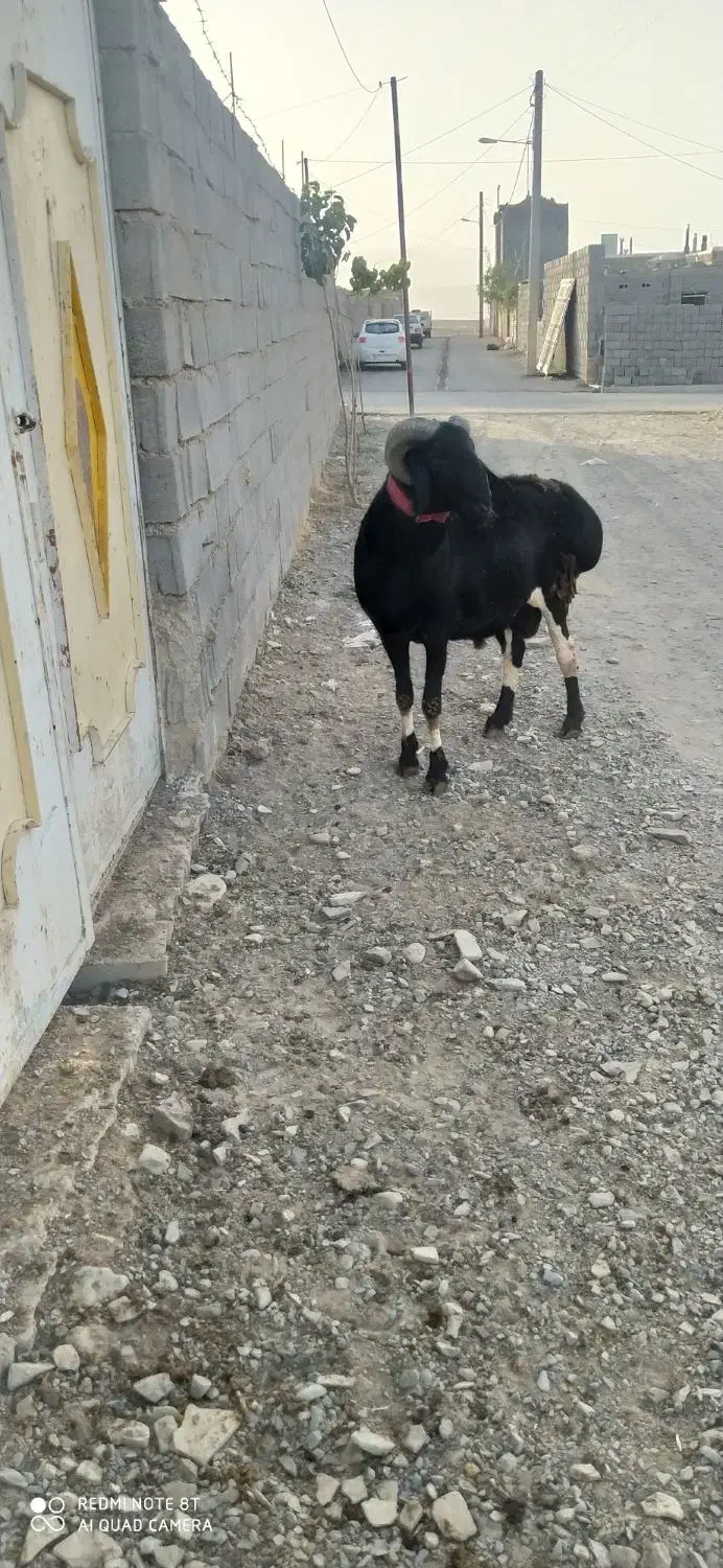 قوچ چینی میش چینی بره قوچ|حیوانات مزرعه|تربت جام, شهرک آزادگان|دیوار