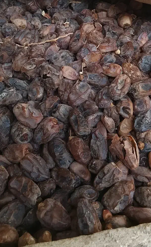 خرمای چومه|عمده‌فروشی|آبپخش, |دیوار