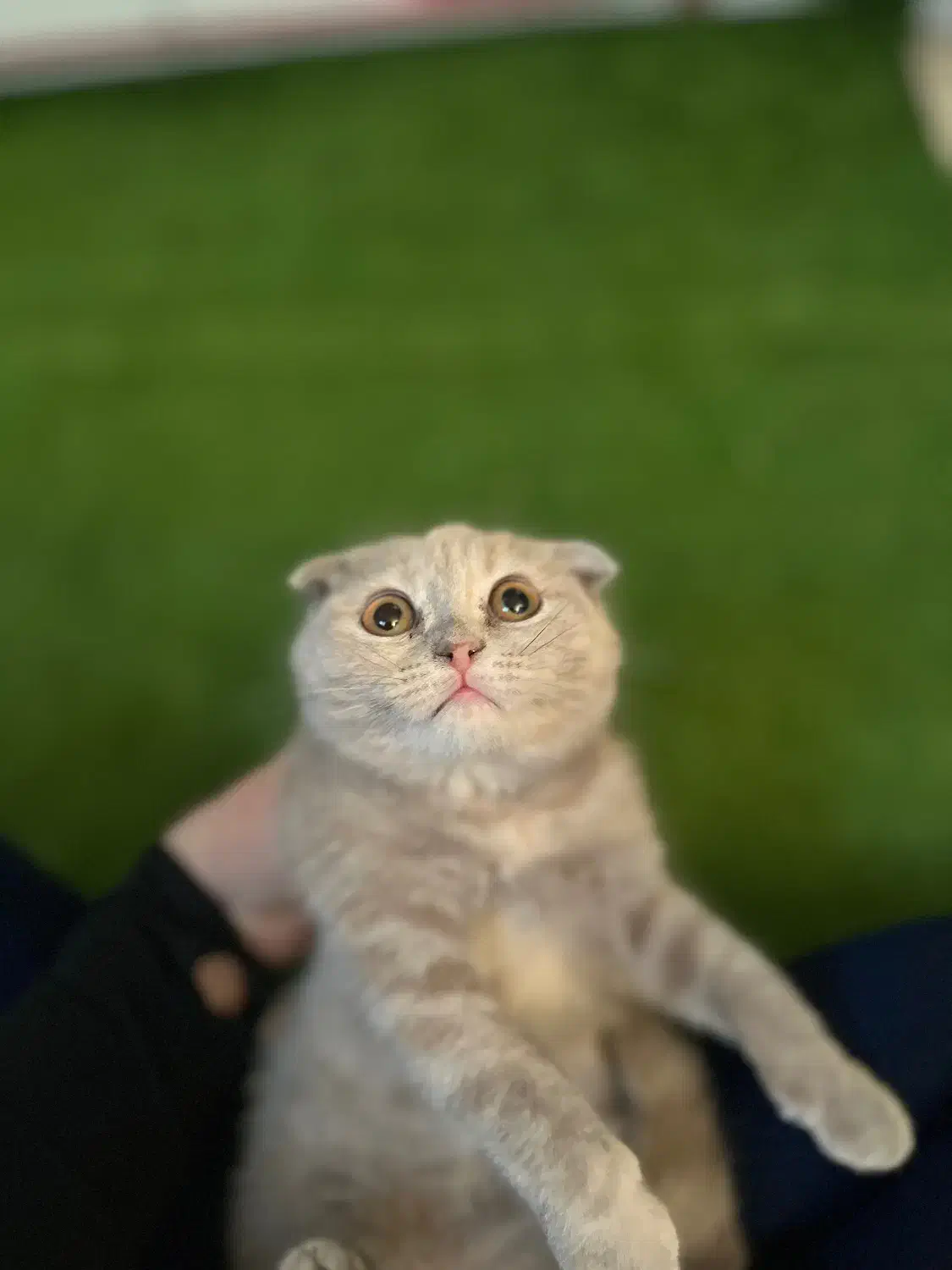 گربه اسکاتیش و بریتیش لیلاک|گربه|کرج, شهرک جهان‌نما|دیوار