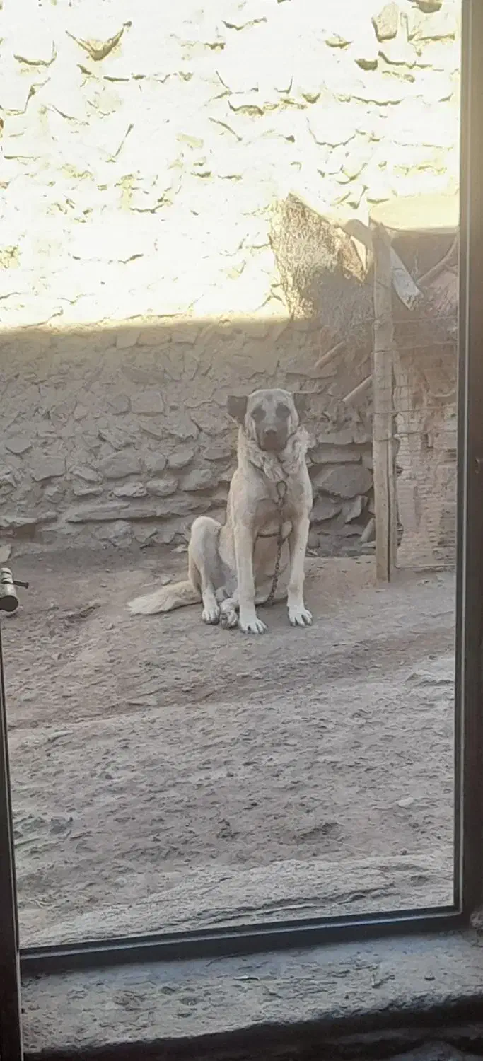 سگ گمشده|حیوانات|زنجان, |دیوار