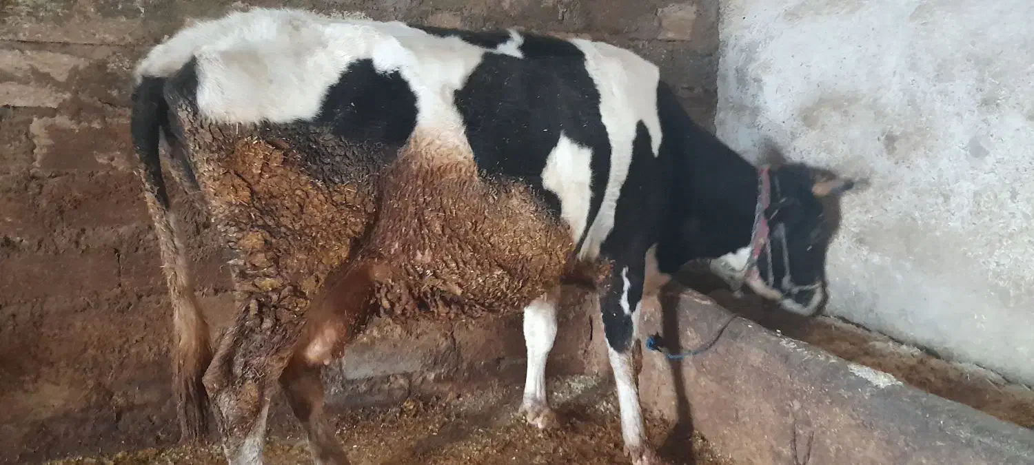 گاو|حیوانات مزرعه|بیرانوند, |دیوار