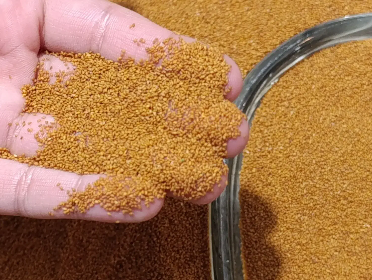 خاکشیر بوجاری شده تمیز بدون خاک و سبزک تمیز|خوردنی و آشامیدنی|تهران, سردارجنگل|دیوار