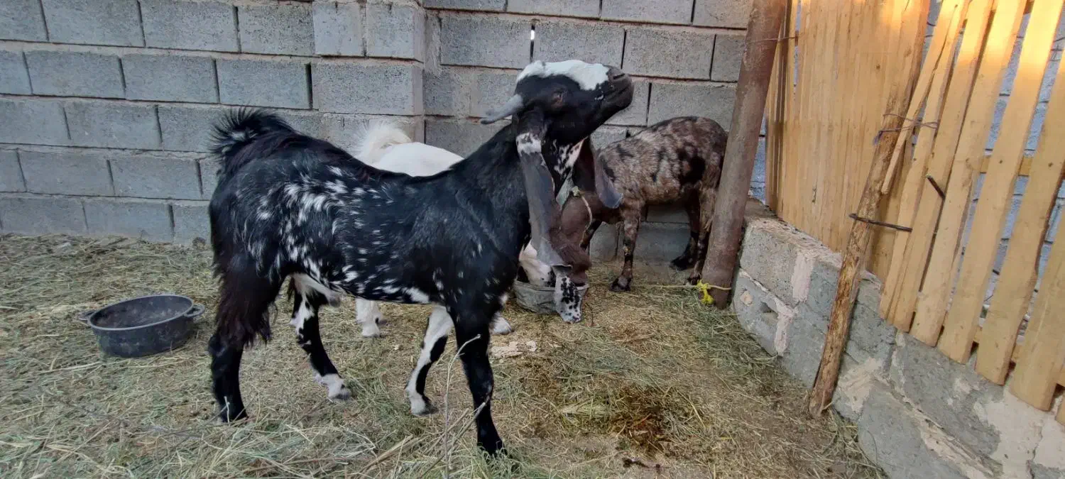 بز داشتی نژاد دار|حیوانات مزرعه|میناب, |دیوار