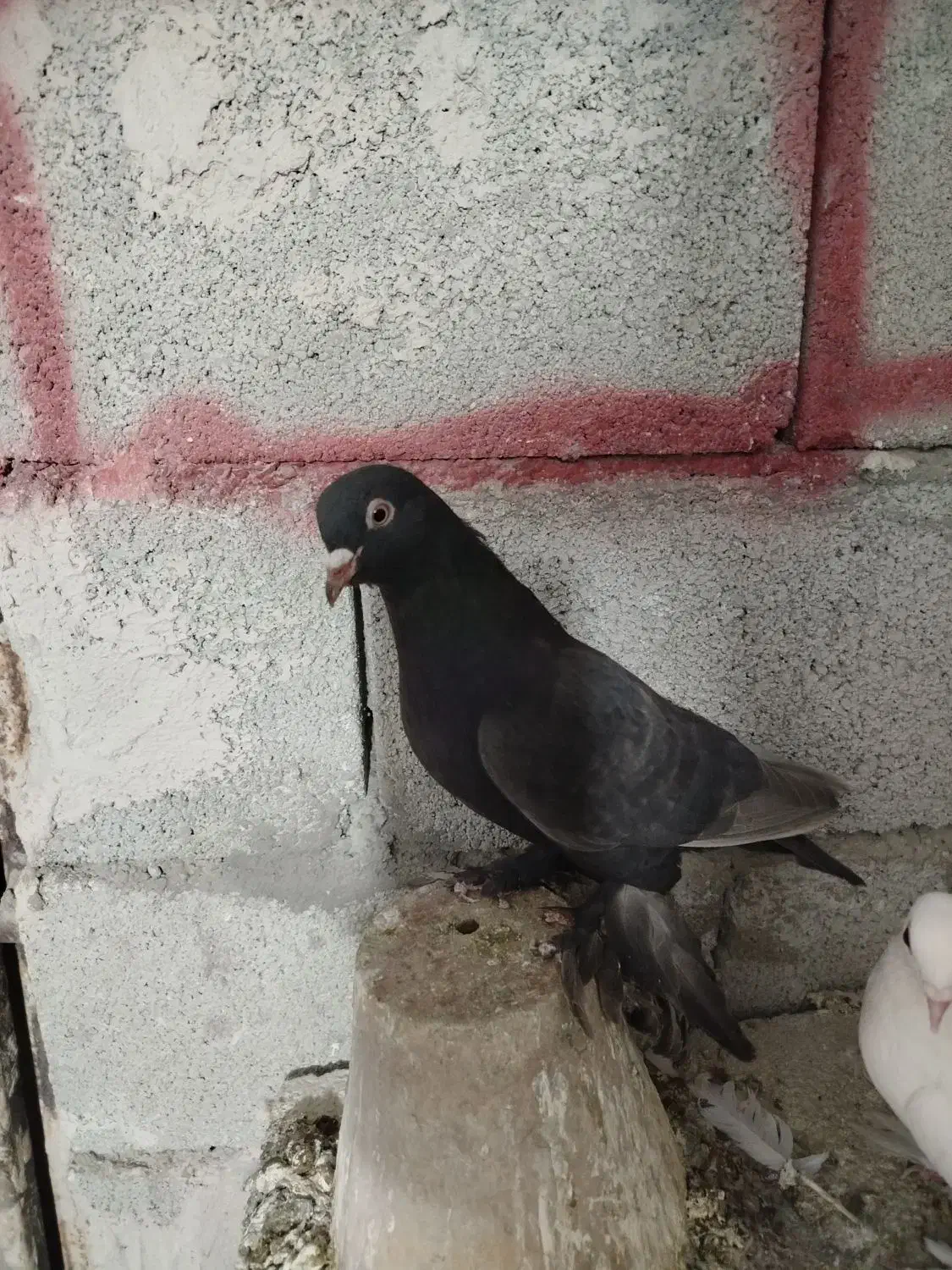 تعداد کبوتر فیلی|پرنده|بستان آباد, |دیوار