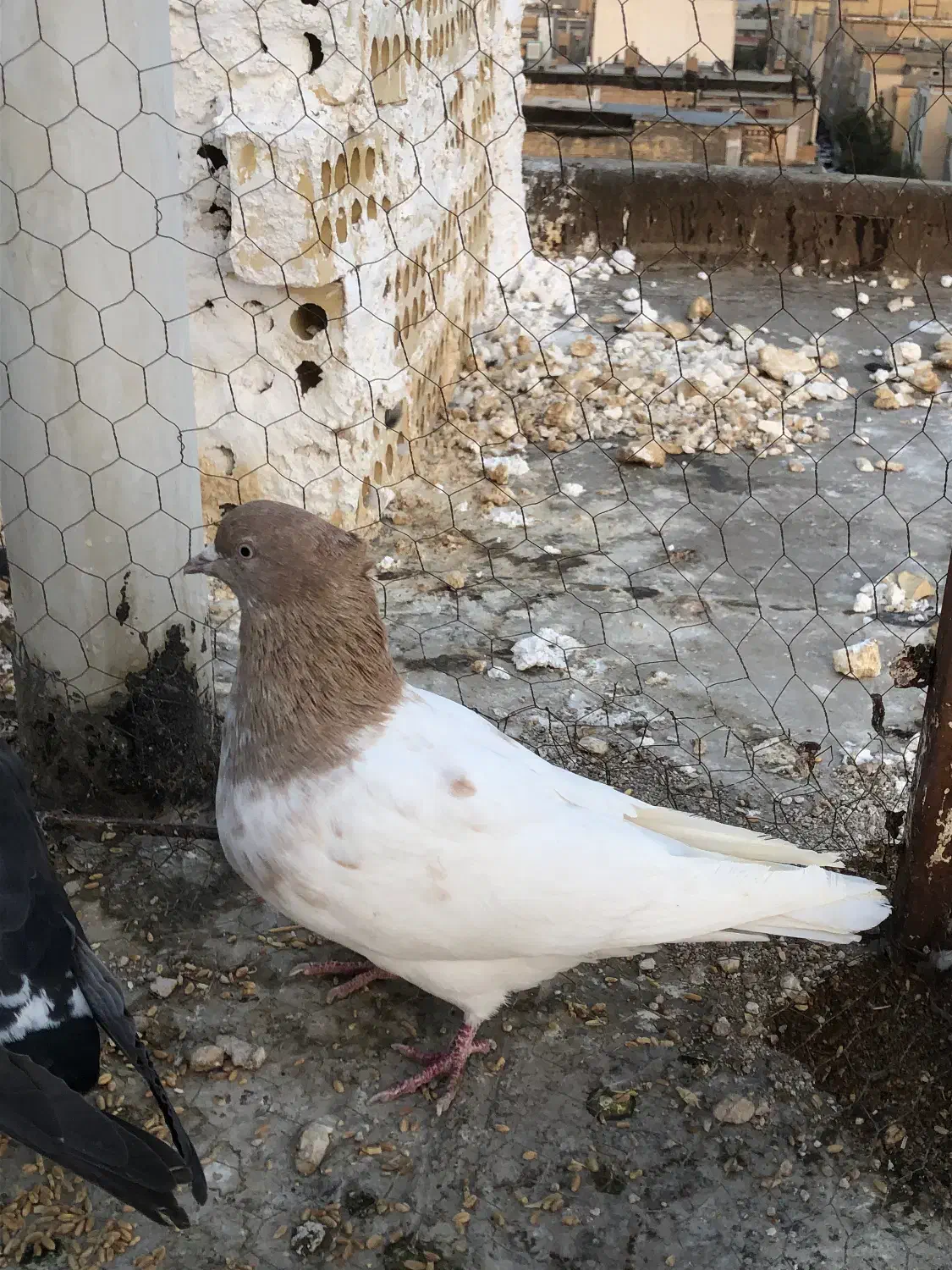 کله زرد|پرنده|مشهد, حجت|دیوار