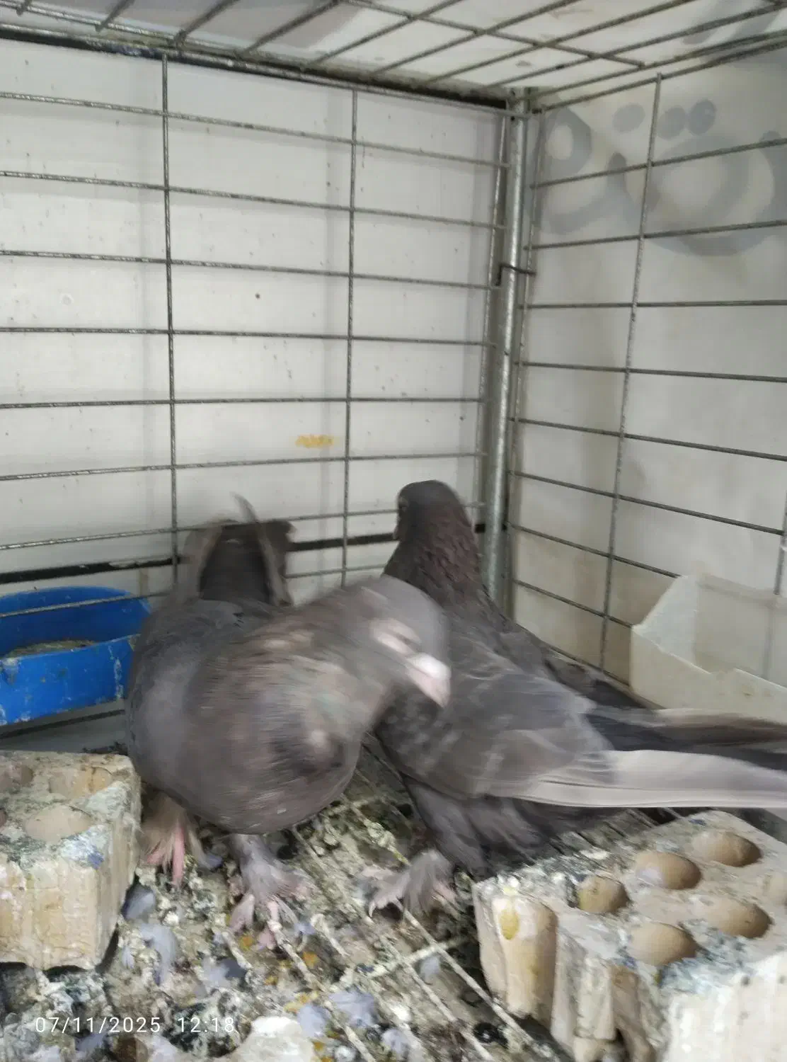 قهوه ای ساده پاپر درجه یک|پرنده|بهبهان, |دیوار