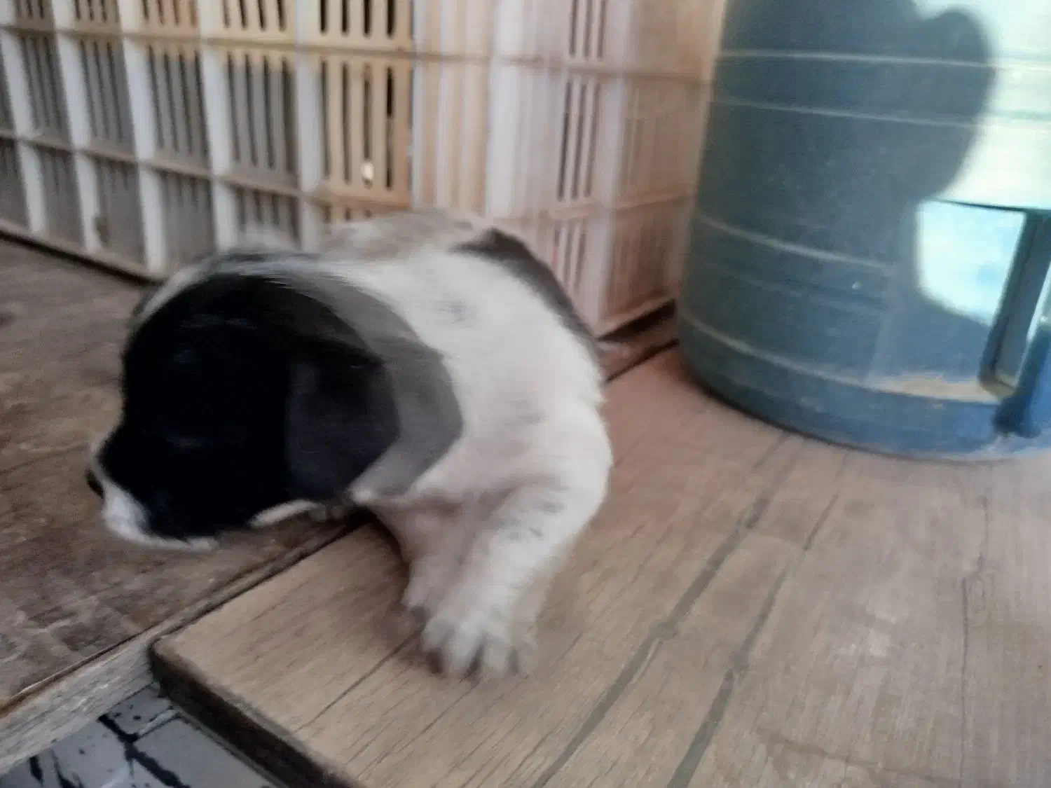 سگ پاکوتاه هاوانیز|سگ|کرمانشاه, |دیوار