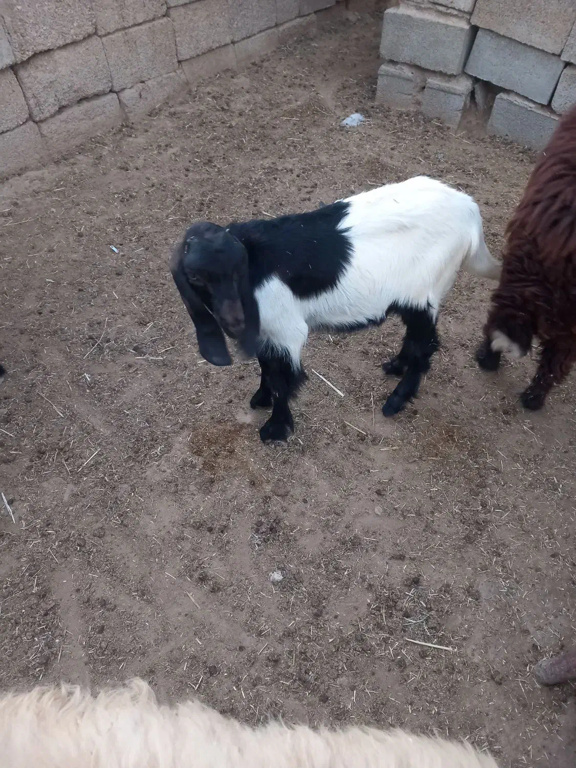 دو عدد بز ماده|حیوانات مزرعه|بندر ماهشهر, |دیوار