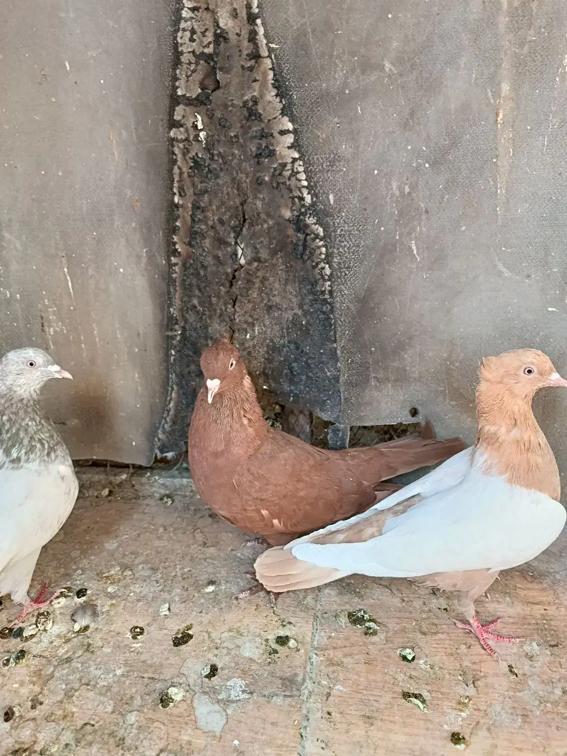 سه تا ماده بهبونی|پرنده|شیراز, تندگویان|دیوار