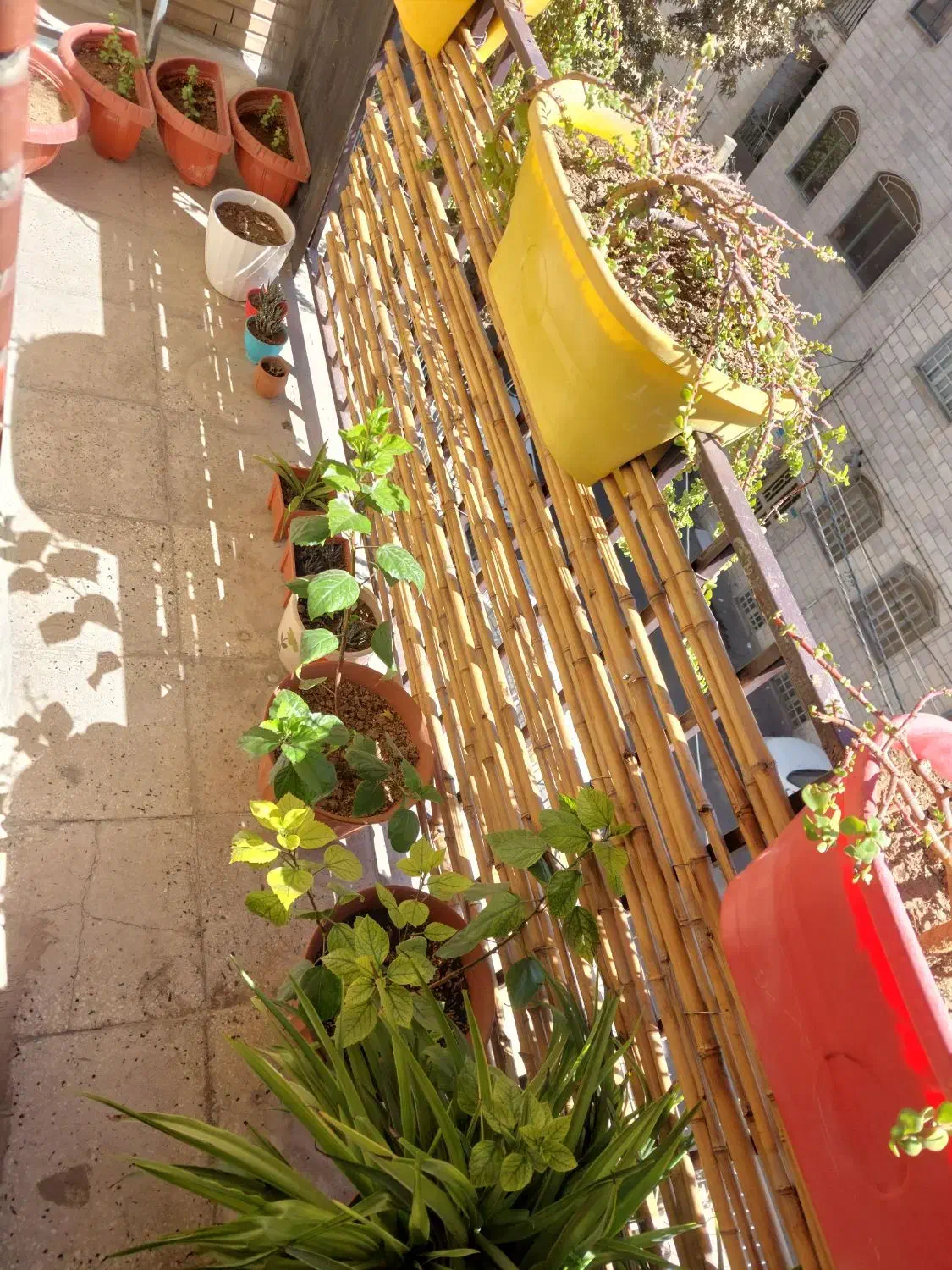 گلدان بزرگ متوسط کوچک|گل و گیاه طبیعی|تهران, بهداشت|دیوار