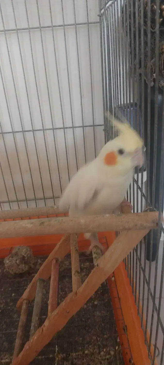 عروس هلندی۱۸۰۰|پرنده|محمدیه-قزوین, |دیوار