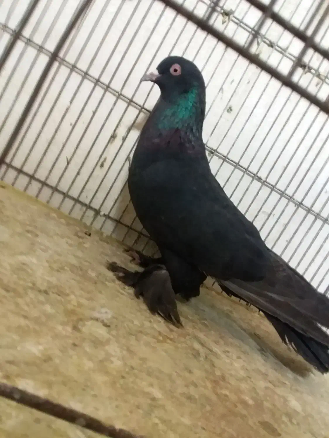 کبوتر|پرنده|تبریز, |دیوار