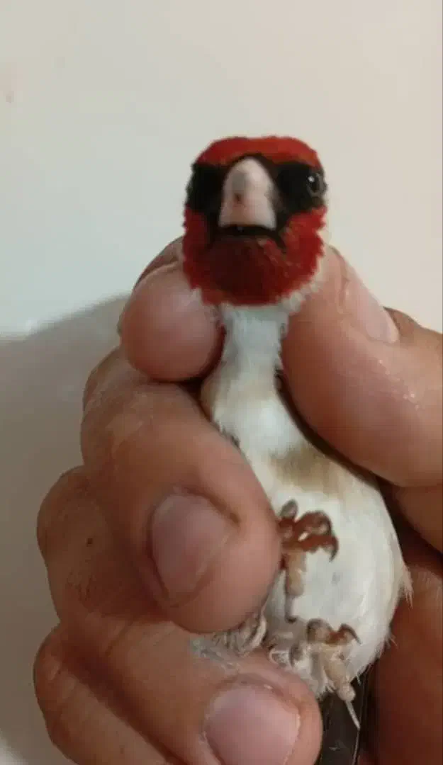 سهره.سقا|پرنده|کرمان, |دیوار