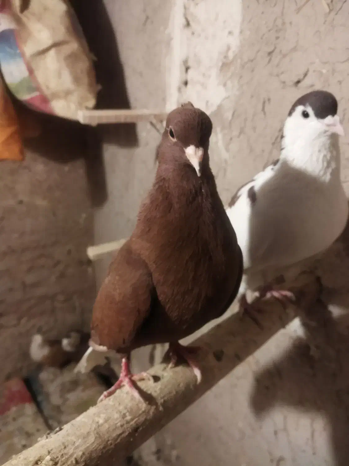 کبوتر|پرنده|تربت‌حیدریه, قاسم آباد|دیوار