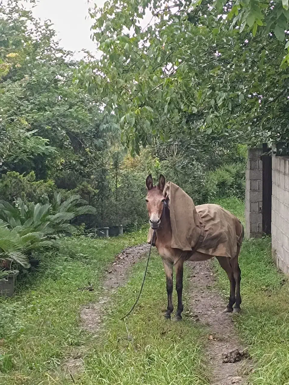 قاطر|اسب و تجهیزات اسب‌سواری|تنکابن, |دیوار