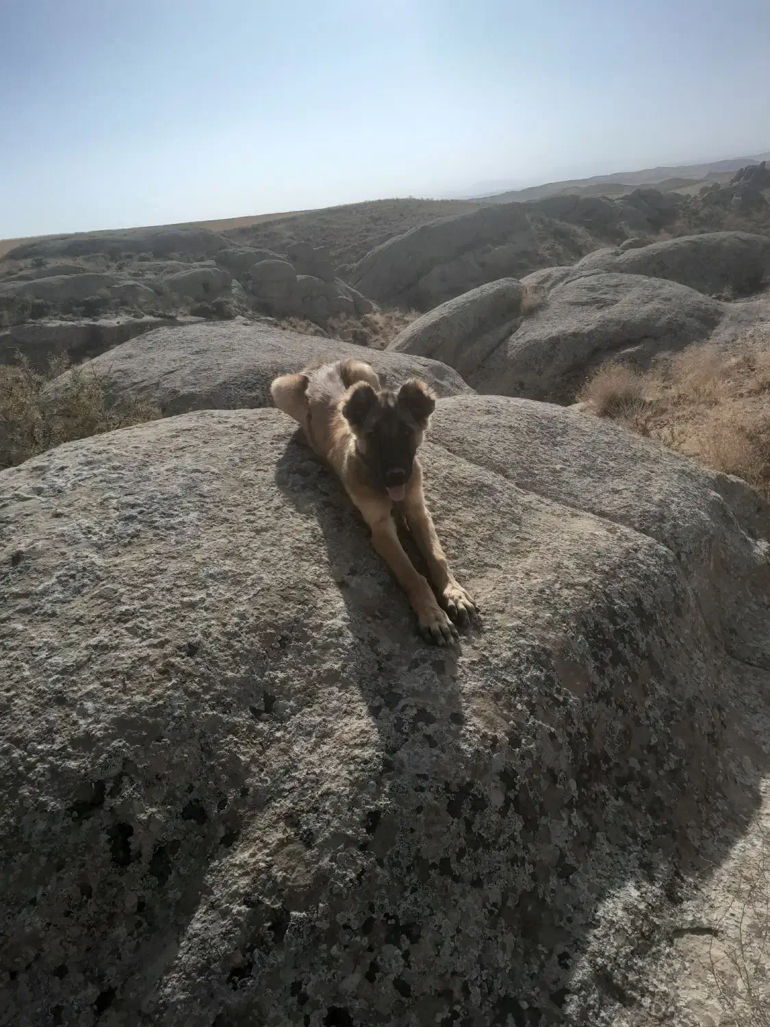 توله سگ سرابی|سگ|قیدار, |دیوار