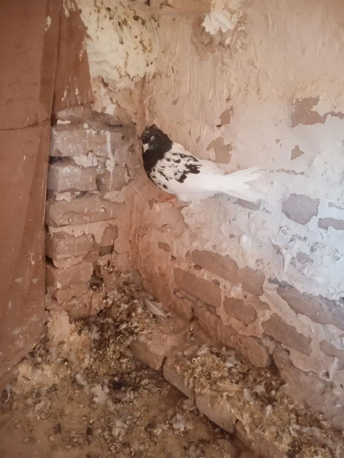 کله سیاه هوایی ب ضمانت|پرنده|تربتحیدریه, آسایش|دیوار