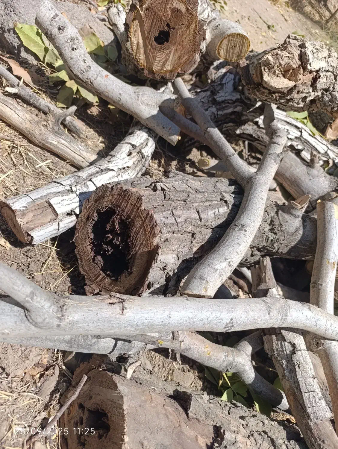 ذغال تخته کبابی|عمدهفروشی|کاشان, استرک|دیوار