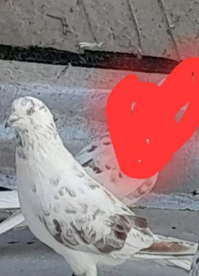 کفترقلم کار|حیوانات|خرمدره, |دیوار