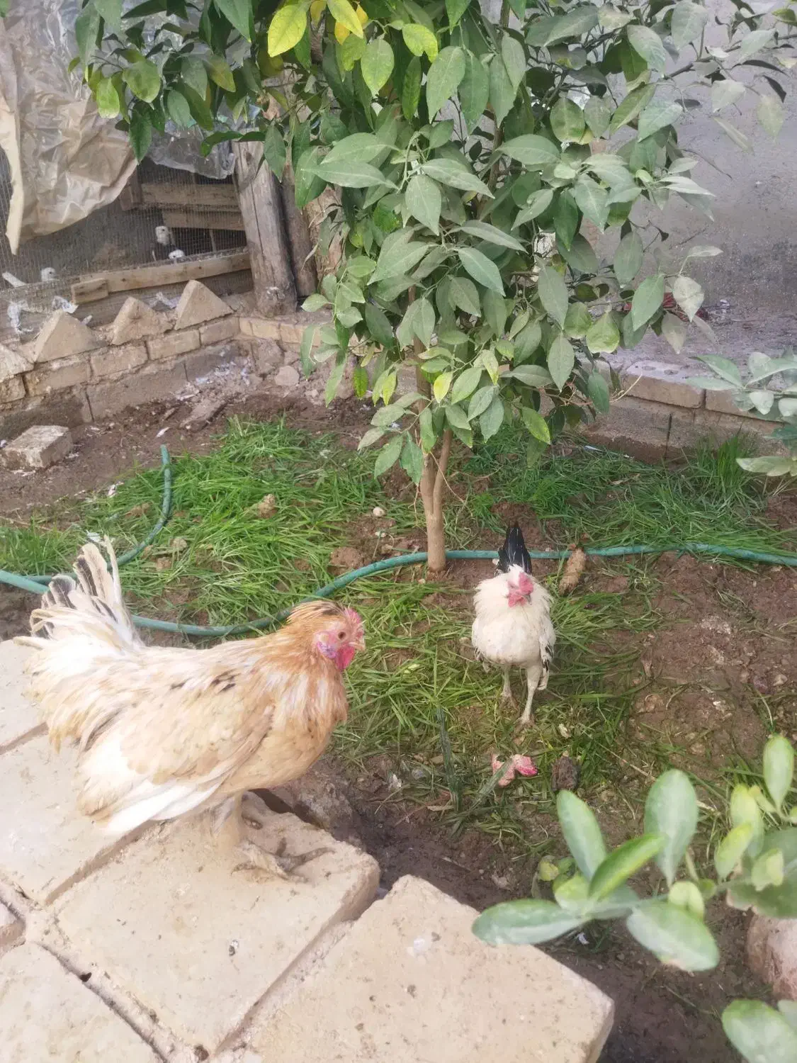 خروس چینی|حیوانات مزرعه|طبس, |دیوار