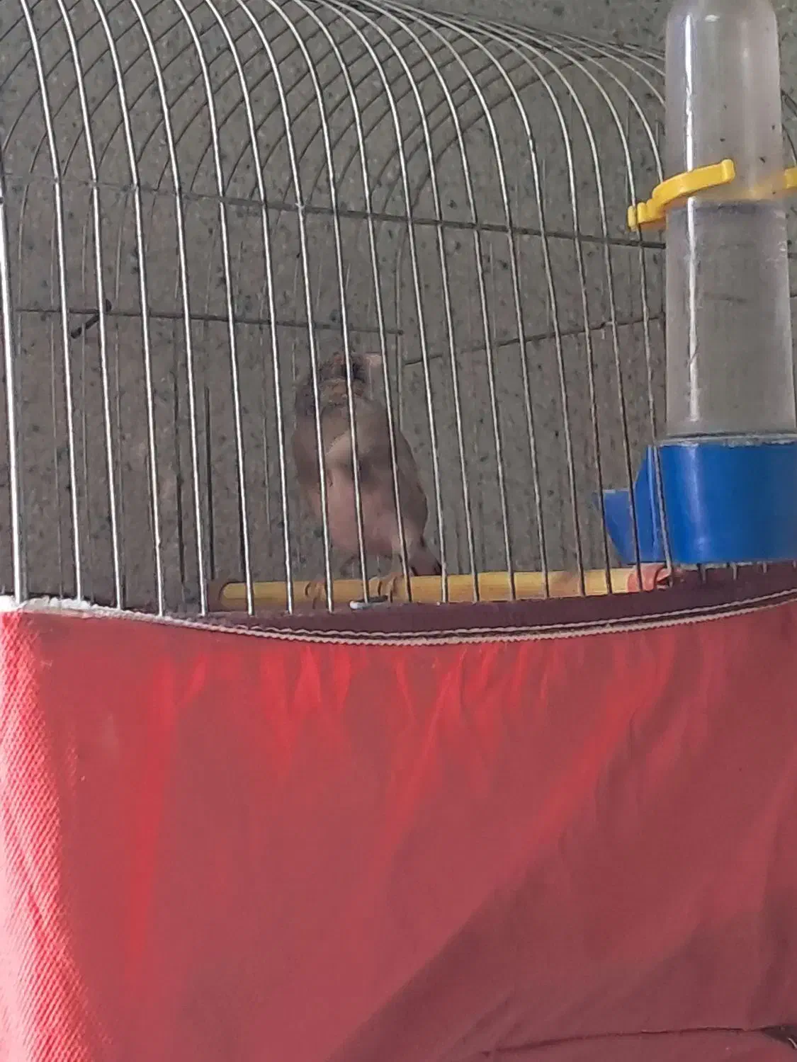 پرنده|پرنده|گرگان, |دیوار