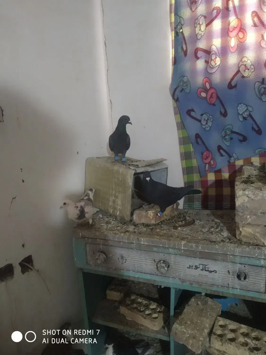 کفتر زاجر|پرنده|زارچ, |دیوار