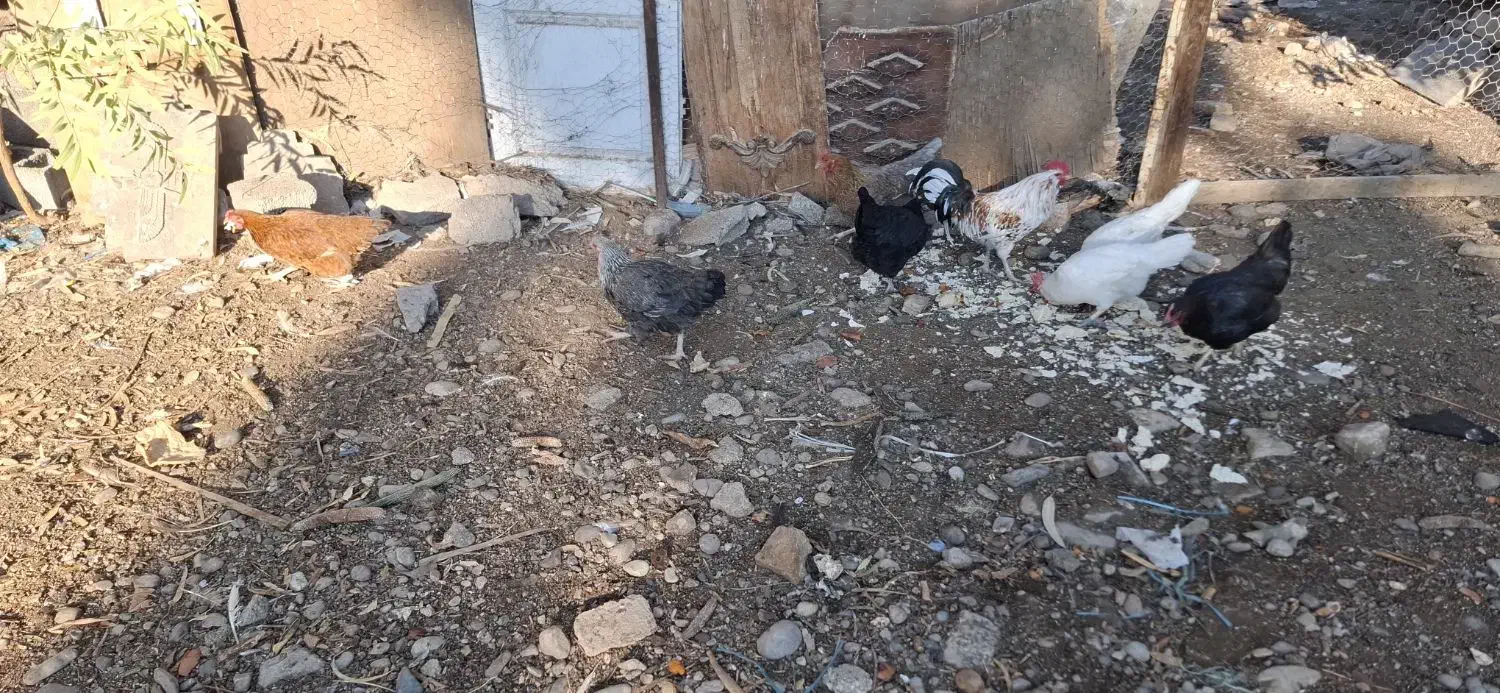 مروغ و خروس|حیوانات مزرعه|قرچک, مهدیه|دیوار