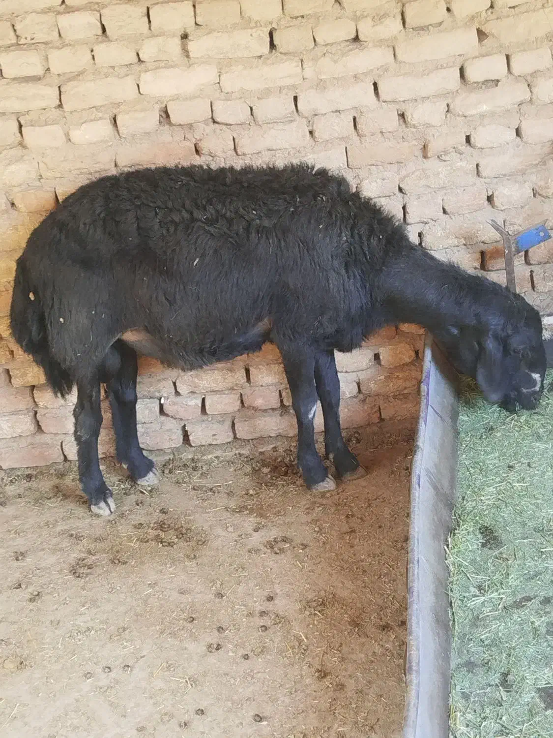 گوسفند زنده|حیوانات مزرعه|ساوه, |دیوار