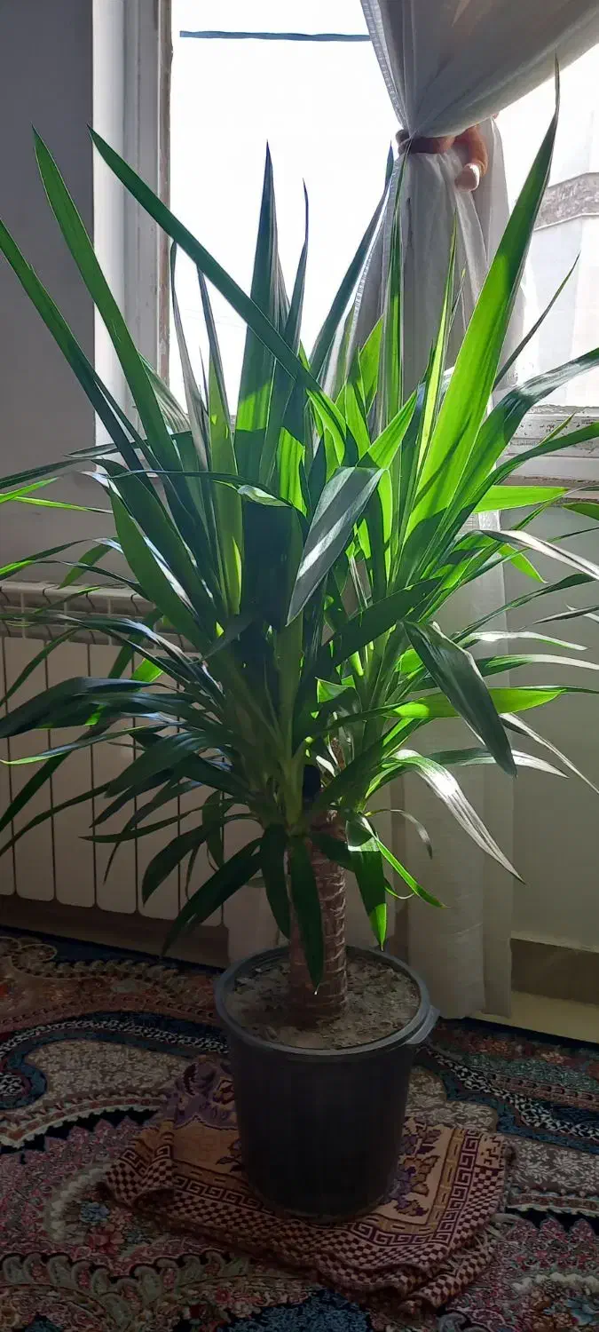 گل طبیعی|گل و گیاه طبیعی|سنندج, |دیوار