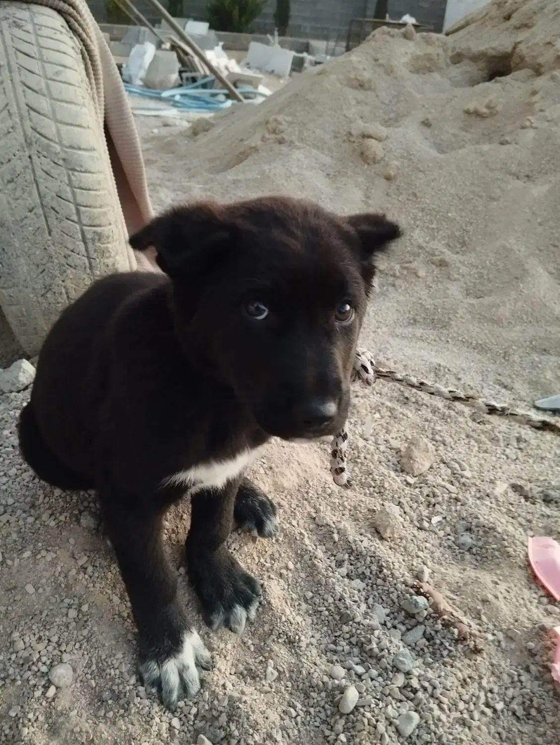 توله نر قدرجونی|سگ|شیراز, قلات|دیوار