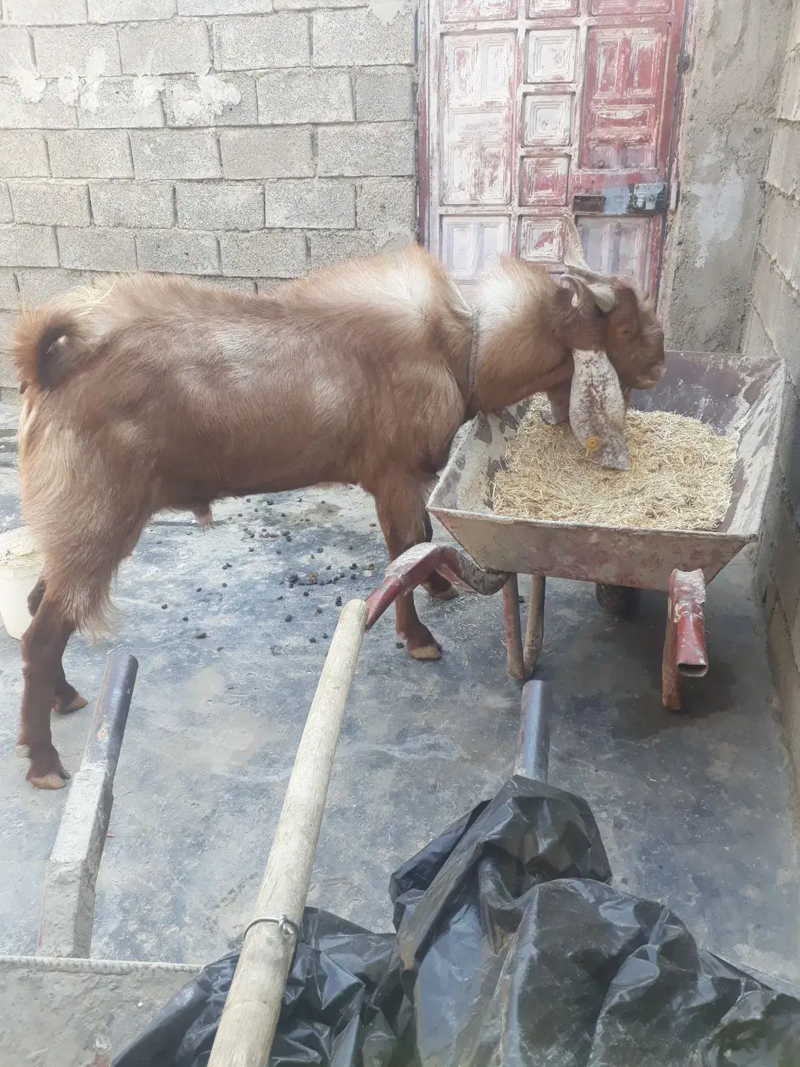 سلام بزدرجه یک نژادسه قلو زا|حیوانات مزرعه|امیدیه, |دیوار