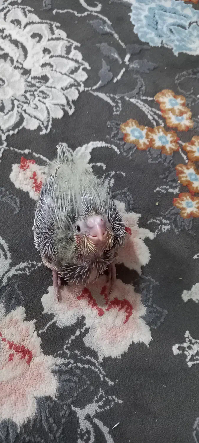 عروس هلندی|پرنده|خرمآباد, |دیوار