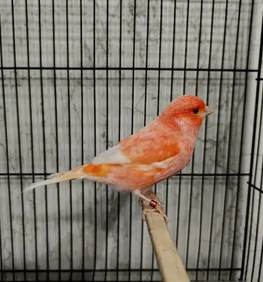 قناری نرمستخون ماده اماده|پرنده|مشهد, چهنو|دیوار